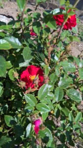 WP_20190607_08_52_47_Pro_LI.jpg
