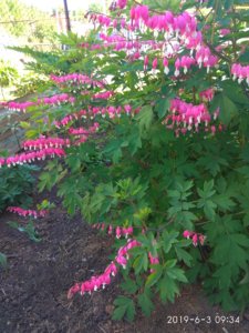 IMG_20190603_093433.jpg