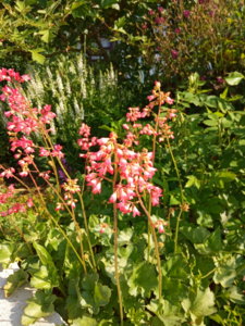 IMG_20190609_083508.jpg