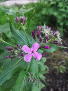 IMG_20190609_210027.jpg