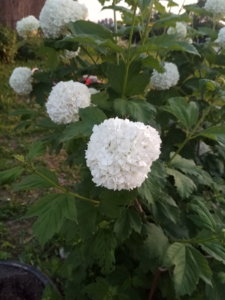 IMG_20190608_204442.jpg
