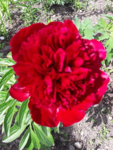 20190610_105416.jpg