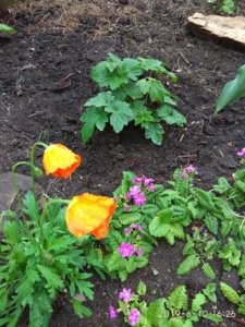 IMG_20190610_162613.jpg