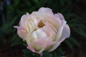 IMG_6384.JPG
