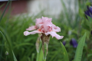 IMG_7095.JPG