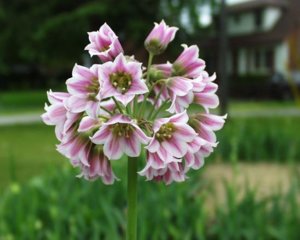 P5260352-1.jpg