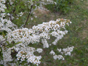 DSCN0078.JPG