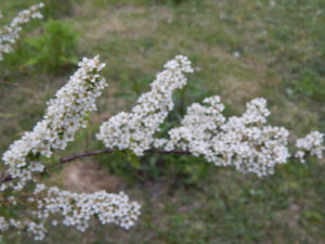 DSCN0079.JPG
