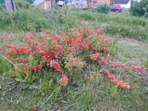DSCN0071.JPG