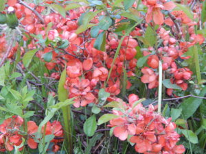 DSCN0072.JPG