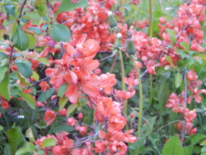 DSCN0074.JPG