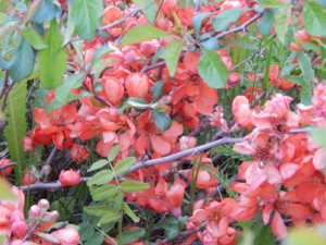 DSCN0075.JPG
