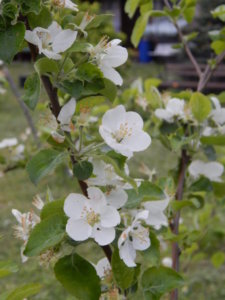 DSCN0011.JPG