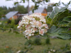 DSCN0101.JPG
