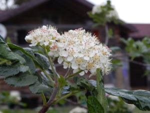DSCN0103.JPG