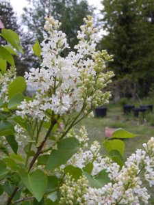 DSCN0033.JPG