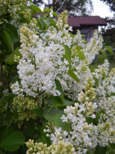 DSCN0034.JPG