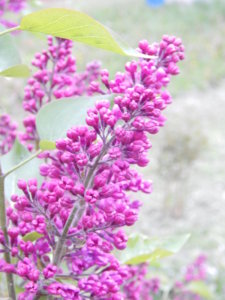 DSCN0106.JPG