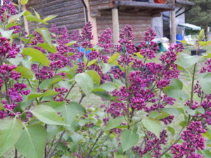 DSCN0107.JPG