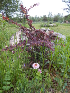 DSCN0117.JPG