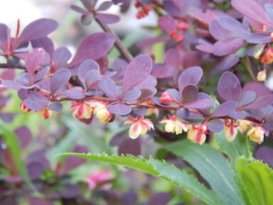 DSCN0118.JPG