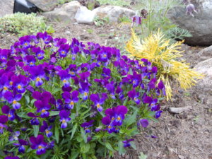 DSCN0005.JPG
