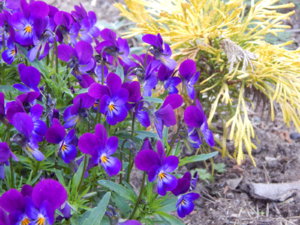 DSCN0006.JPG