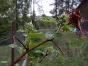 DSCN0108.JPG