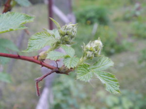 DSCN0109.JPG