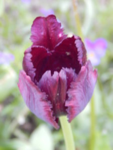 DSCN0020.JPG