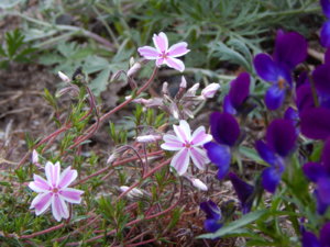 DSCN0008.JPG