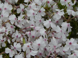 DSCN0014.JPG