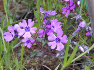 DSCN0027.JPG