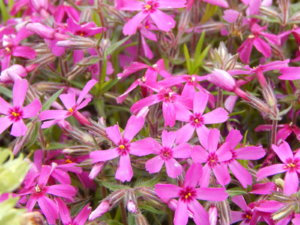 DSCN0051.JPG