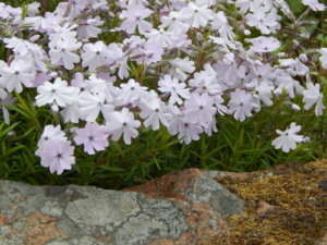 DSCN0055.JPG
