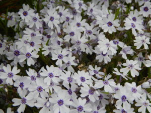 DSCN0067.JPG