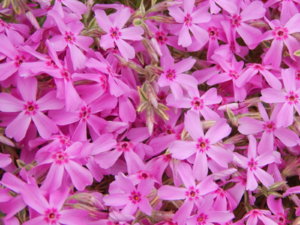 DSCN0068.JPG