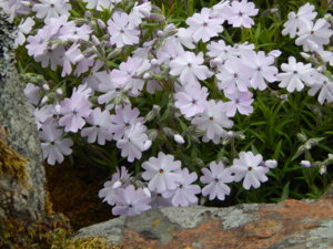 DSCN0056.JPG