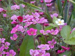 DSCN0036.JPG