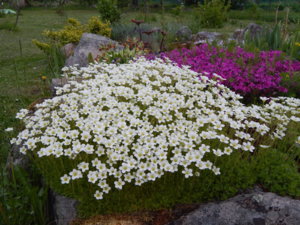 DSCN0041.JPG