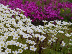 DSCN0043.JPG