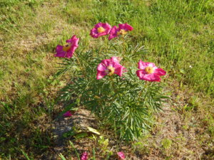 DSCN0126.JPG