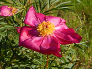 DSCN0127.JPG