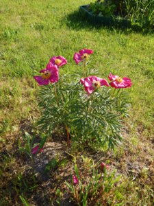 DSCN0129.JPG