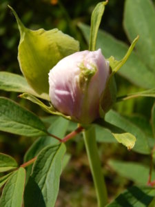 DSCN0222.JPG