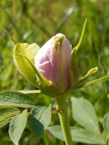 DSCN0223.JPG