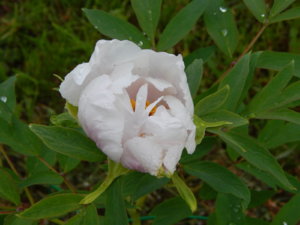 DSCN0244.JPG