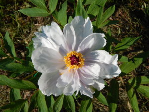 DSCN0305.JPG