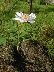 DSCN0307.JPG