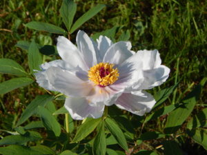 DSCN0309.JPG